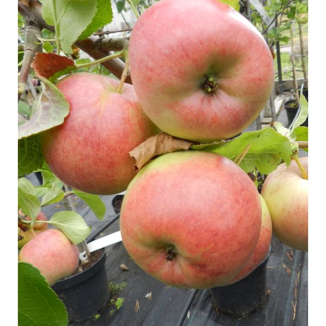 Talviomena Viheraarni Malus Domestica Kymppitonni 6-8 satoikäinen