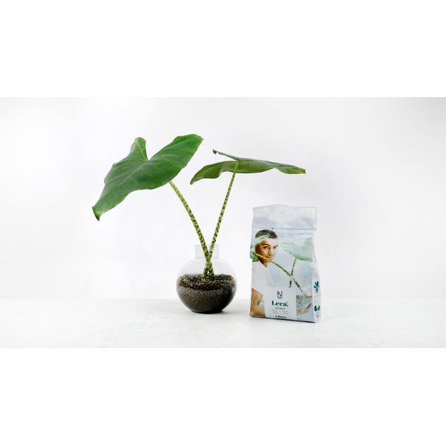 Lecasora Nelson Garden