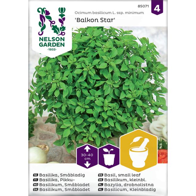 Pikkubasilika siemen Nelson Garden Balkon Star