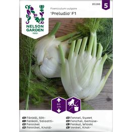 Salaattifenkoli Nelson Garden Preludio F1, siemenet