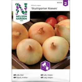 Keltasipuli Nelson Garden Stuttgarter Riesen, siemenet