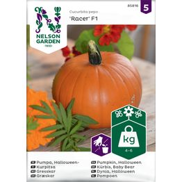 Kurpitsa Nelson Garden Racer F1, siemenet