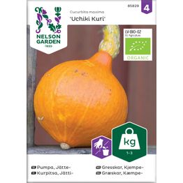 Jättikurpitsa Nelson Garden Uchiki Kuri Organic, siemenet