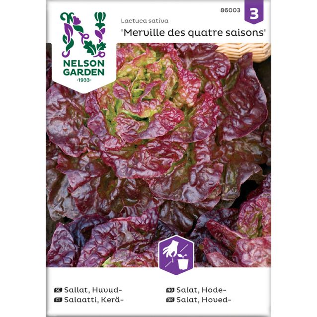 Keräsalaatti siemen Nelson Garden Merveille des quatres