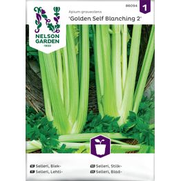 Lehtiselleri Nelson Garden Golden Self Blanching 2, siemenet