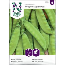 Sokeriherne Nelson Garden Oregon Sugar Pod, siemenet