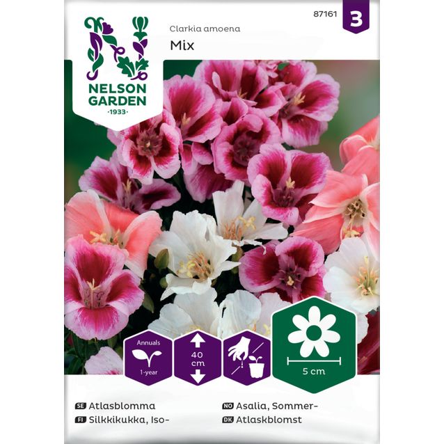 Iso-Silkkikukka siemen Nelson Garden, väriseos