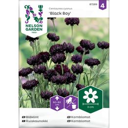 Ruiskaunokki Nelson Garden Black Boy, siemenet