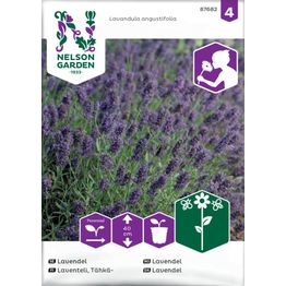Tähkälaventeli Nelson Garden, siemenet