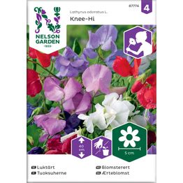 Tuoksuherne Nelson Garden Knee-Hi, seos, siemenet