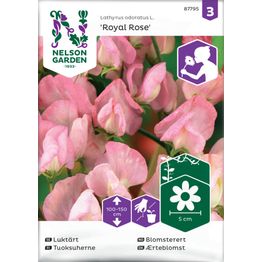 Tuoksuherne Nelson Garden Royal Rose, siemenet