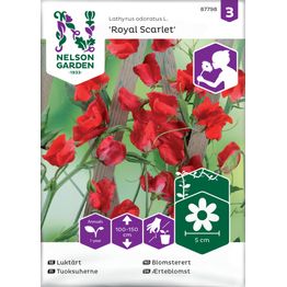 Tuoksuherne Nelson Garden Royal Scarlet, siemenet