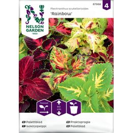 Isokirjopeippi Nelson Garden Rainbow, seos, siemenet