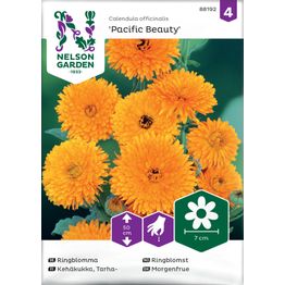 Tarhakehäkukka Nelson Garden Pacific Beauty, siemenet