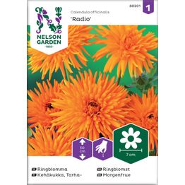 Tarhakehäkukka Nelson Garden Radio, siemenet