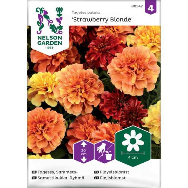 Ryhmäsamettikukka siemen Nelson Garden Strawberry Blonde