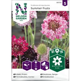 Koreatörmäkukka Nelson Garden Summer fruits, siemenet