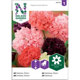 Pioniunikko Nelson Garden, väriseos, siemenet