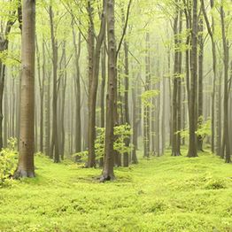 Mittatilaustapetti Rebel Walls Deciduous Forest (R10101)