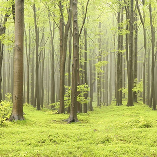 Mittatilaustapetti Rebel Walls Deciduous Forest (R10101)