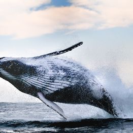Mittatilaustapetti Rebel Walls Whale Song (R19008)