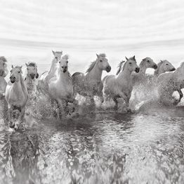 Mittatilaustapetti Rebel Walls Running Horses (R19014)