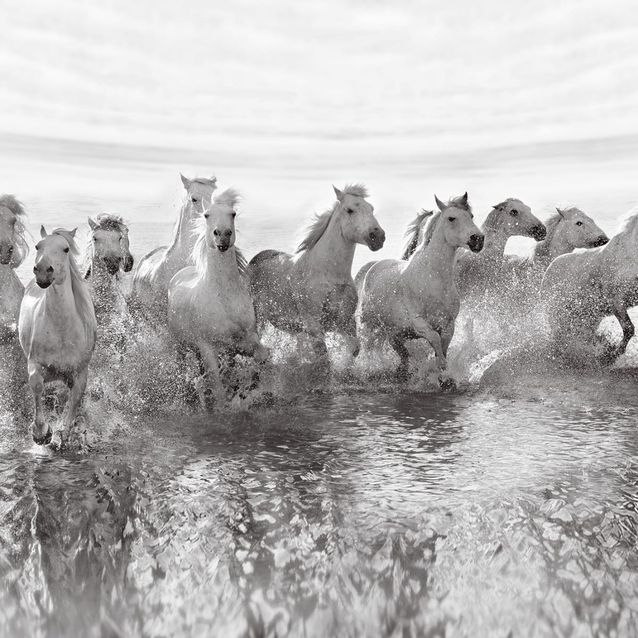 Mittatilaustapetti Rebel Walls Running Horses (R19014)