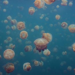 Mittatilaustapetti Rebel Walls Smack Of Jellyfish (R19019)