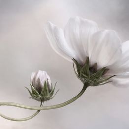 Mittatilaustapetti Rebel Walls White Flower (R19025)