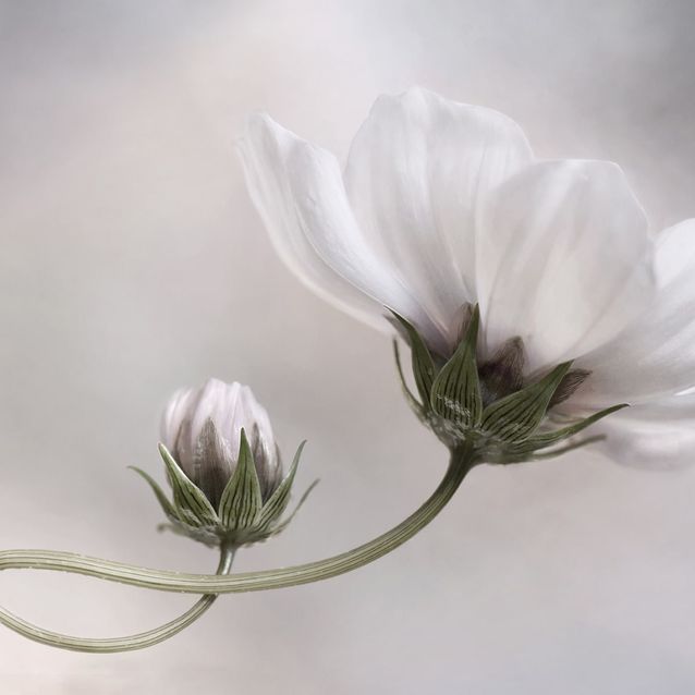 Mittatilaustapetti Rebel Walls White Flower (R19025)