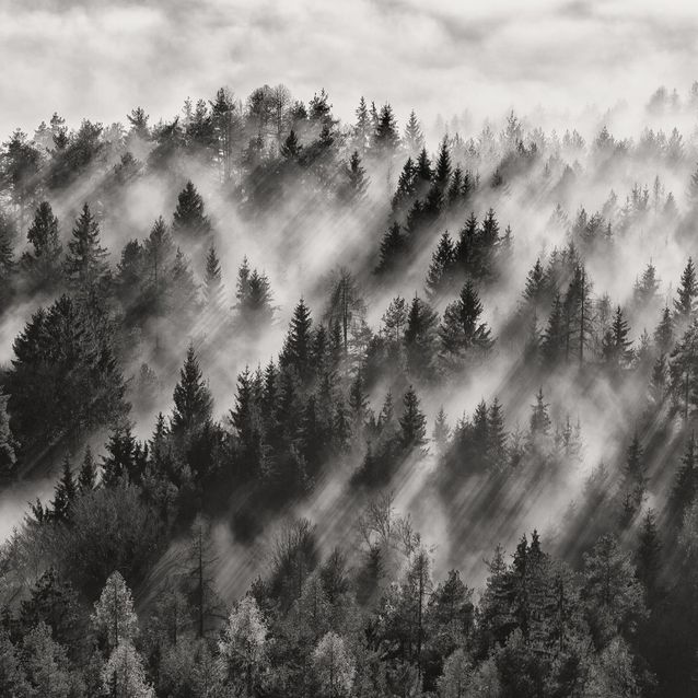 Mittatilaustapetti Rebel Walls Foggy Forest (R19060)