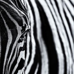 Mittatilaustapetti Rebel Walls Close Up Zebra (R19062)