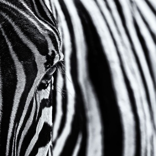 Mittatilaustapetti Rebel Walls Close Up Zebra (R19062)