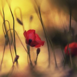 Mittatilaustapetti Rebel Walls Soft Poppy (R19065)