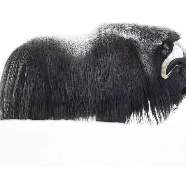 Mittatilaustapetti Rebel Walls Musk Ox (R19084)