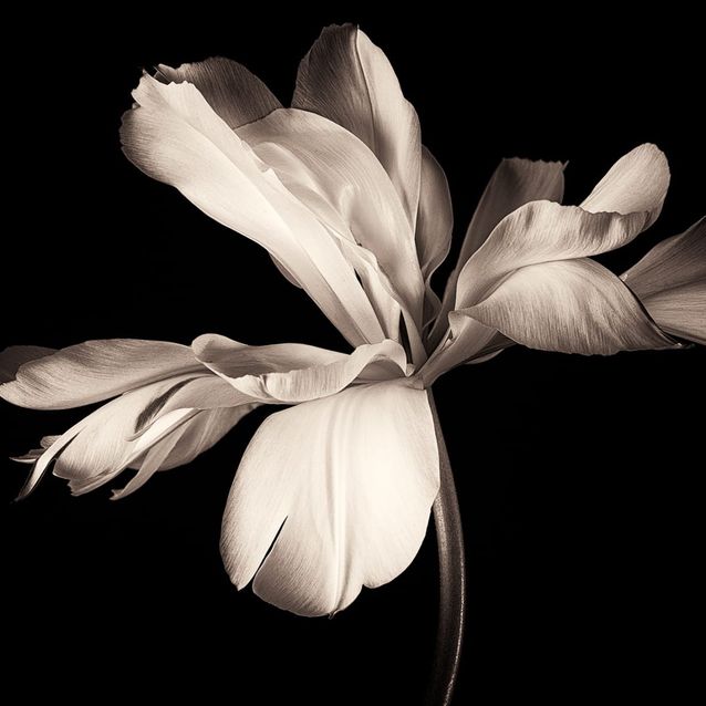 Mittatilaustapetti Rebel Walls Dramatic Flower (R19089)