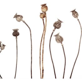 Mittatilaustapetti Rebel Walls Poppy Capsules (R19109)