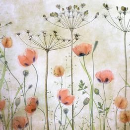 Mittatilaustapetti Rebel Walls Poppy Meadow (R19130)
