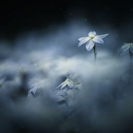 Mittatilaustapetti Rebel Walls Midnight Flower (R19131)