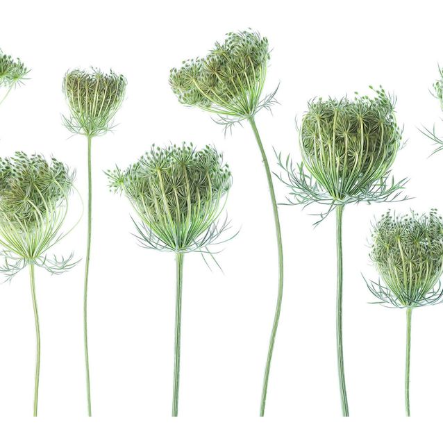 Mittatilaustapetti Rebel Walls Wild Carrot (R19138)