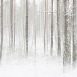 Mittatilaustapetti Rebel Walls Winter Forest (R19140)