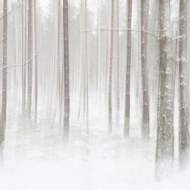 Mittatilaustapetti Rebel Walls Winter Forest (R19140)