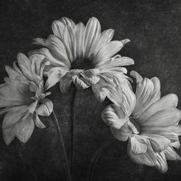 Mittatilaustapetti Rebel Walls Graphic Flowers (R19144)