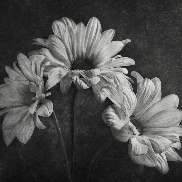 Mittatilaustapetti Rebel Walls Graphic Flowers (R19144)