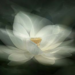 Mittatilaustapetti Rebel Walls White Waterlily (R19175)