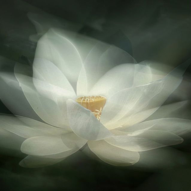 Mittatilaustapetti Rebel Walls White Waterlily (R19175)