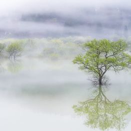 Mittatilaustapetti Rebel Walls Misty Tree (R19183)