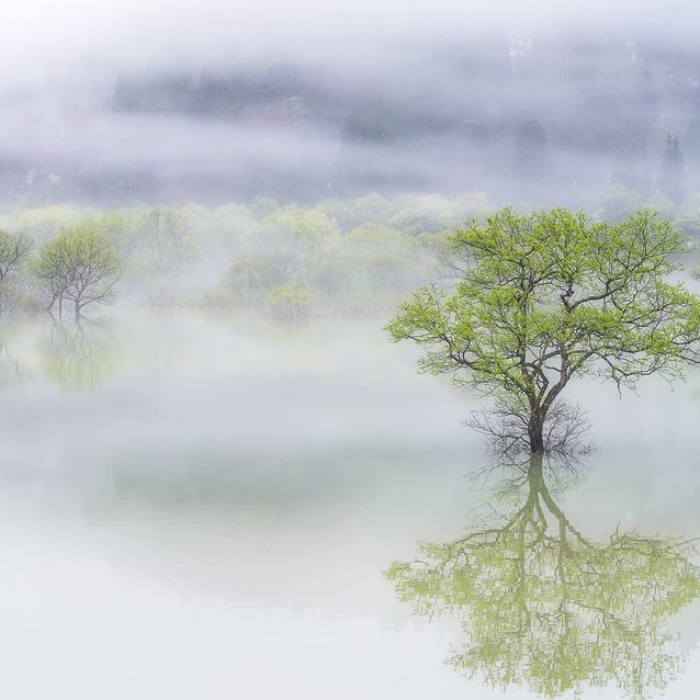 Mittatilaustapetti Rebel Walls Misty Tree (R19183)