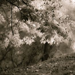 Mittatilaustapetti Rebel Walls Sepia Leafs (R19204)