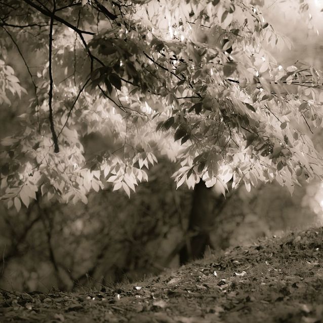 Mittatilaustapetti Rebel Walls Sepia Leafs (R19204)